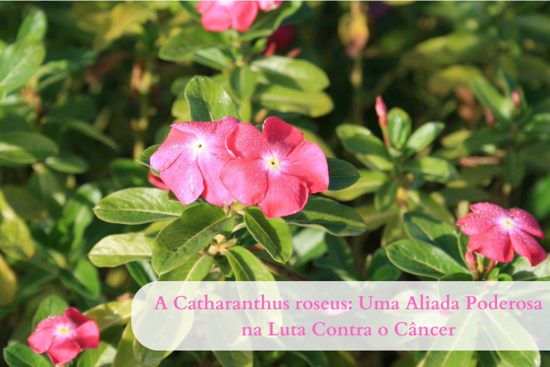 Catharanthus roseus: un poderoso aliado en la lucha contra el cáncer