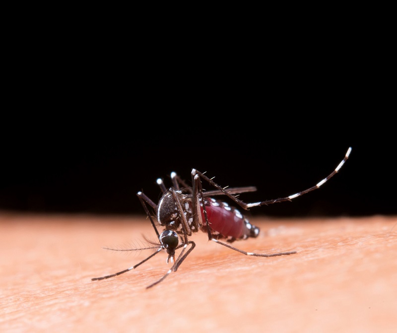  Mosquito Aedes aegypti, transmisor del virus del dengue / Imagen de jcomp en Freepik