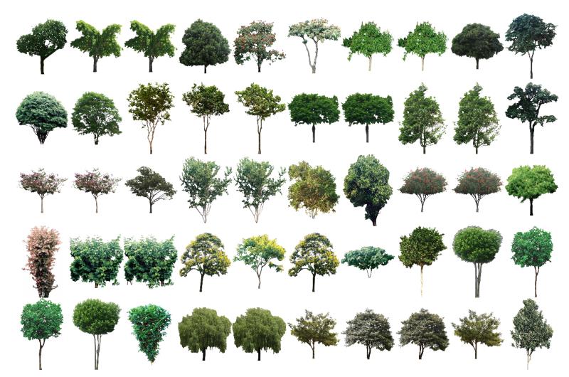 Mapas de árboles simétricos para VisualPLAN y PhotoLANDSCAPE