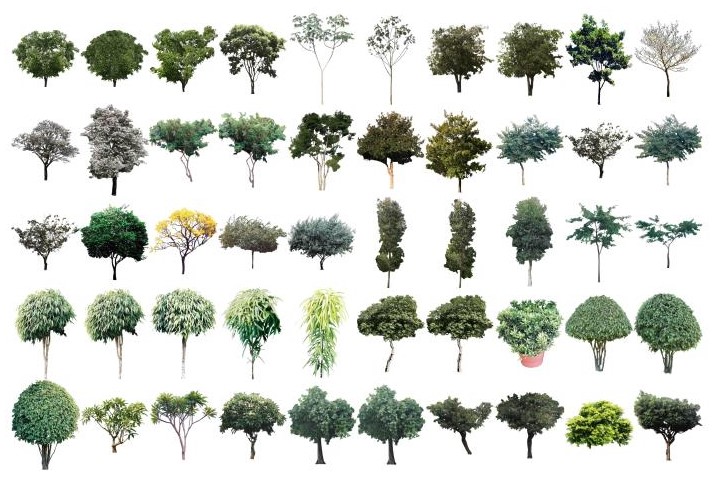 Mapas de árboles simétricos para VisualPLAN y PhotoLANDSCAPE