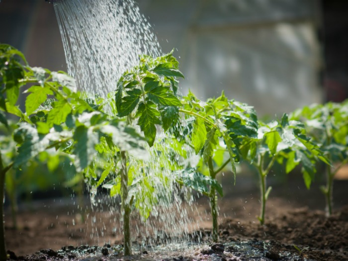 El cálculo de agua que necesitan las plantas de jardín.