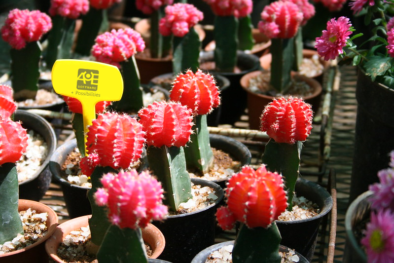 Injerto de cactus: conozca la técnica y sus usos