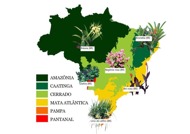 Flores de primavera según los biomas brasileños