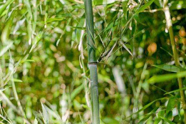 Bambú: del simbolismo de la Suerte a su uso en paisajismo