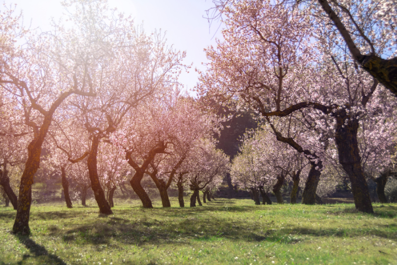 Árboles frutales: ¿por qué incorporarlos al paisajismo doméstico?
