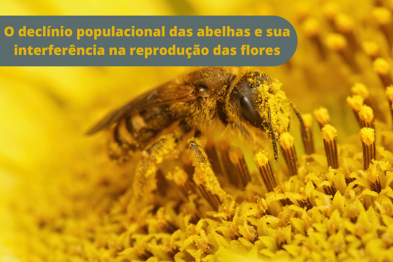 La disminución de la población de abejas y su interferencia en la reproducción de las flores