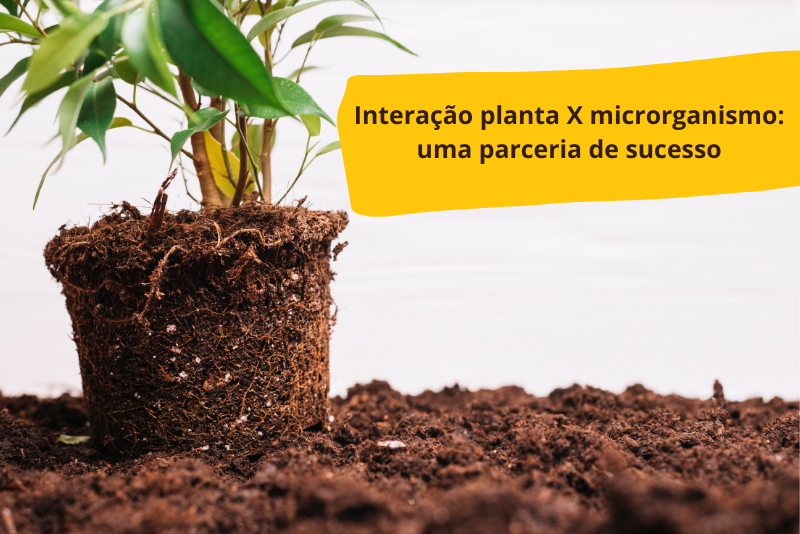 Interacción entre plantas y microorganismos: una asociación exitosa
