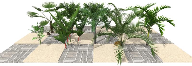 Imagen renderizada en VisualPLAN, palmeras plántula