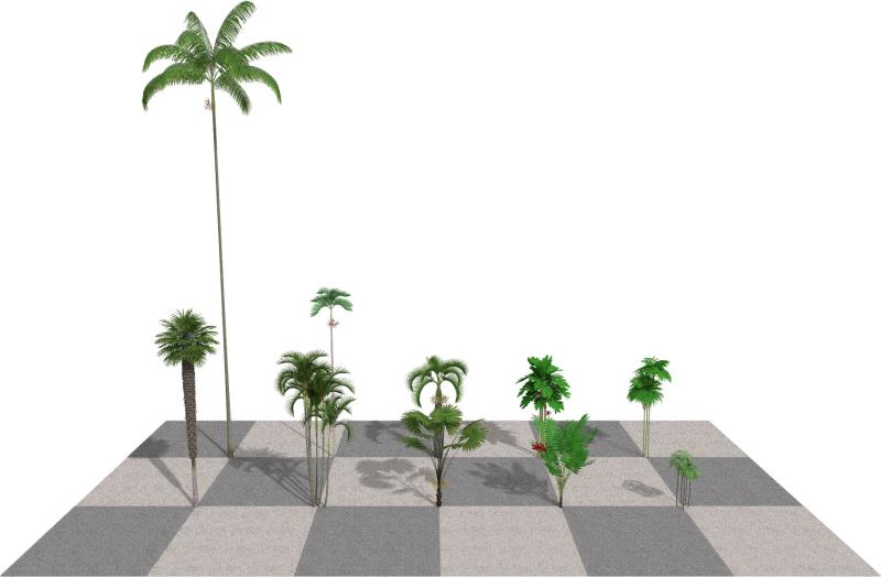 Imagen renderizada en VisualPLAN, palmeras adultas