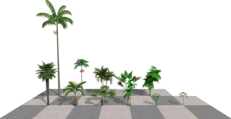Imagen renderizada en VisualPLAN, palmeras jóvenes