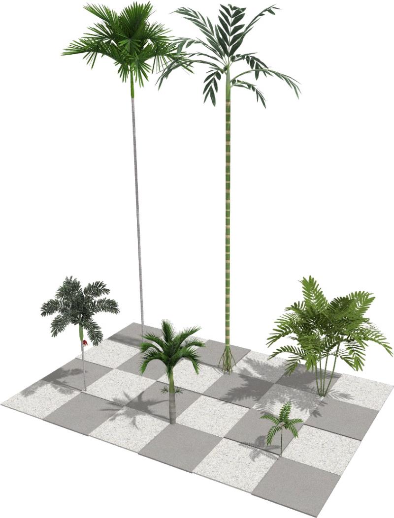 Imagen renderizada en VisualPLAN, palmeras adultas