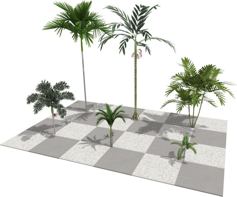 Imagen renderizada en VisualPLAN, palmeras jóvenes