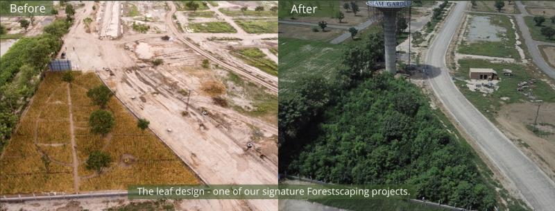  Antes y después de la reforestación por el método Miyawaki. Divulgación de Afforest
