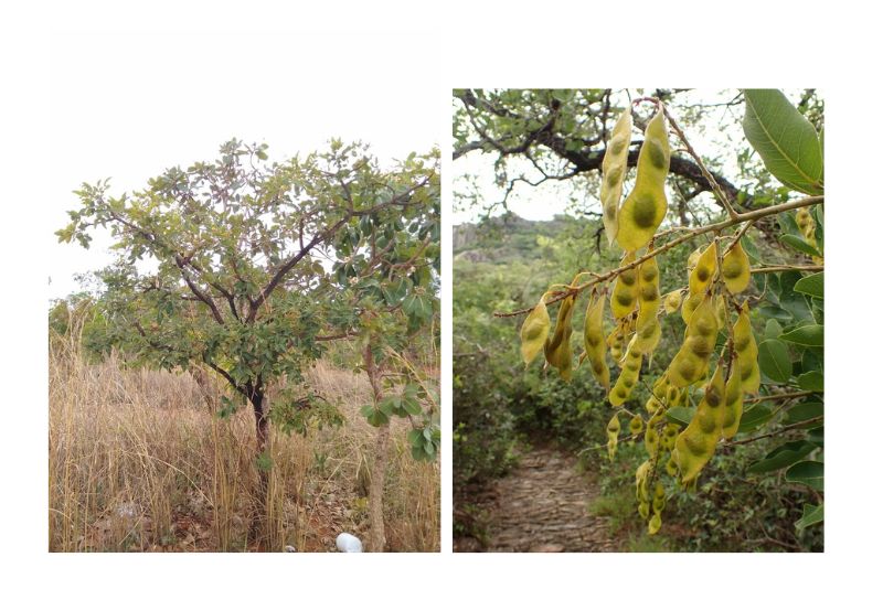  Imágenes de INaturalist