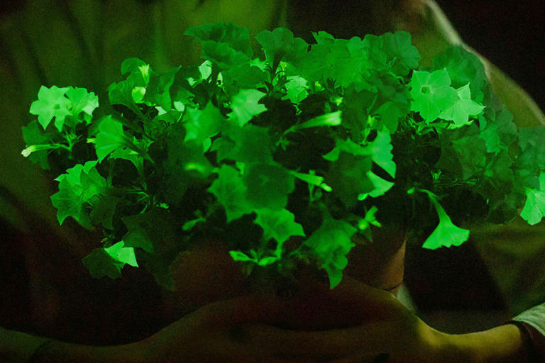 Petunia Firefly: la revolución de la luz en la jardinería