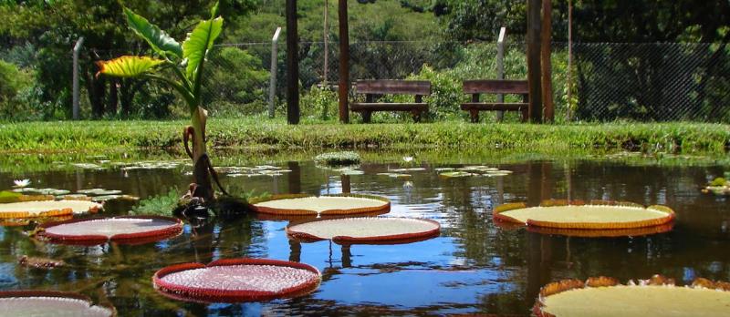 Jardín Botánico de Bauru recibe certificación internacional por su labor de preservación de plantas