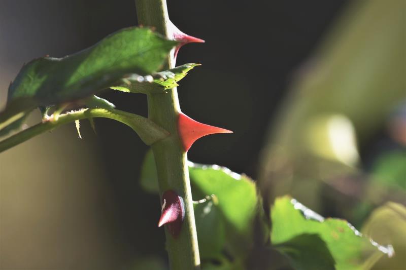 Setos protectores: plantas espinosas para paisajismo y seguridad