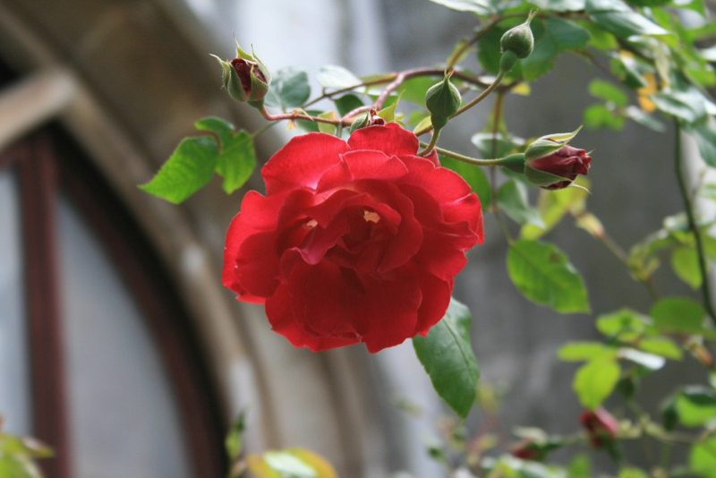 Historia y evolución de la hibridación vegetal: la rosa como protagonista