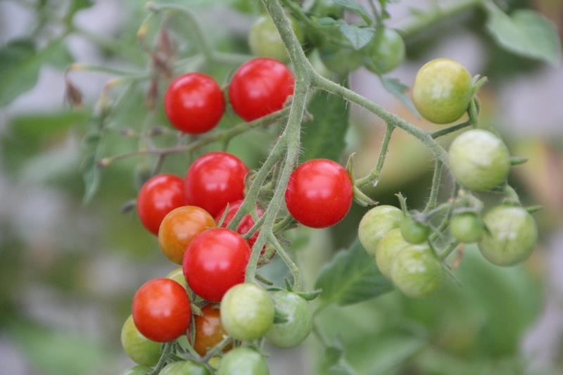 Una nueva tecnología permite cultivar tomates cherry de forma sostenible