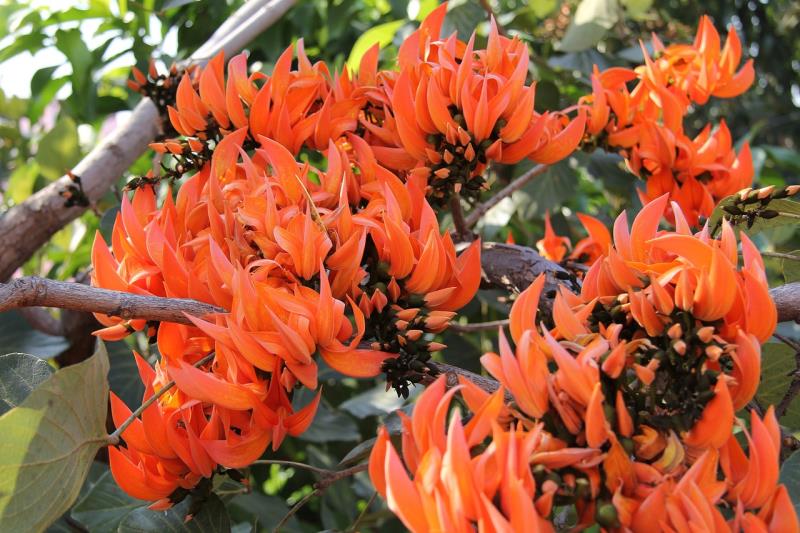  Erythrina caffra, una de las plantas con nombres considerados racistas. CR: Pixabay