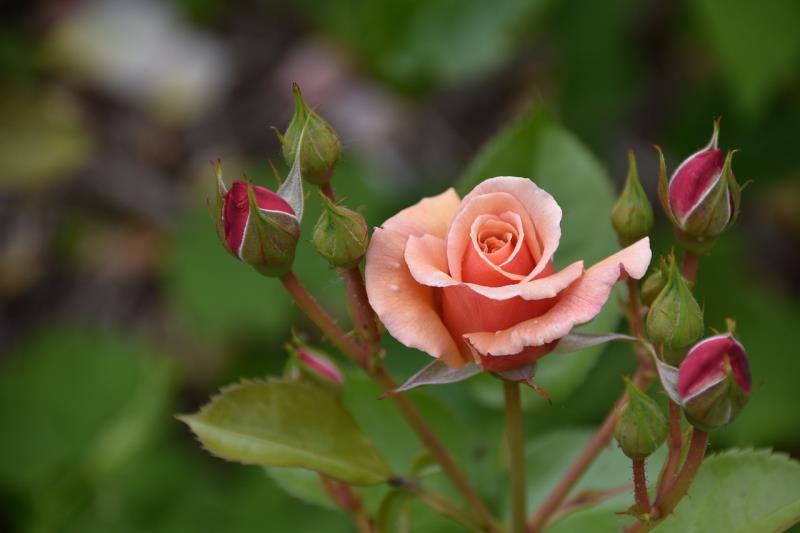 Rosa trepadora: características, curiosidades y consejos de cultivo para un jardín encantador