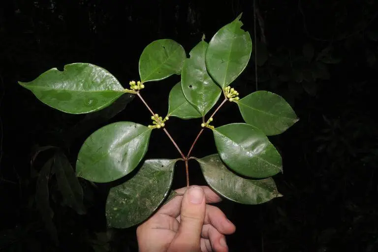 Descubrimiento de un frutal único en Brasil: pariente del árbol de Jabuticaba