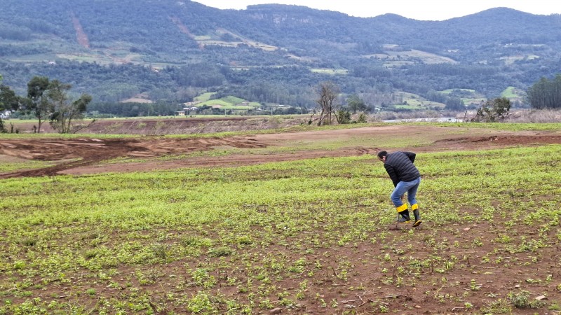 Uso de plantas para recuperar suelos degradados por inundaciones