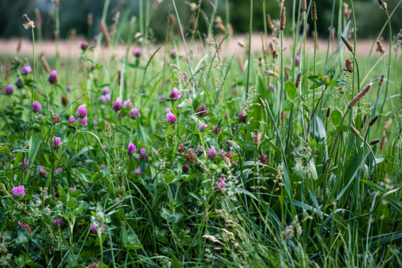 Plantas que ayudan a controlar el estrés: metabolitos beneficiosos como los de la lavanda