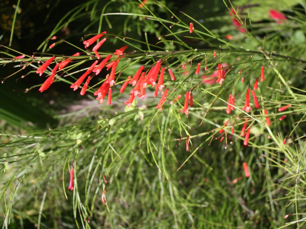 Flor-de-Coral