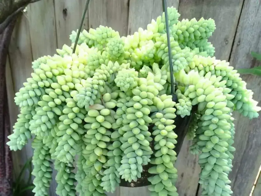 Succulenta Dedo de Moça