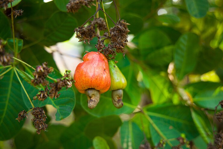 Ciclos verdes: la fascinante reproducción de las plantas