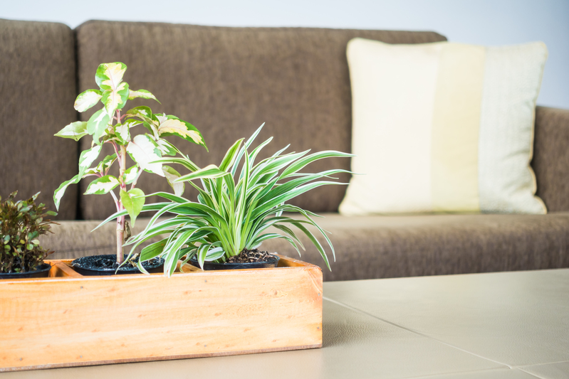  Plantas pequeñas para su hogar