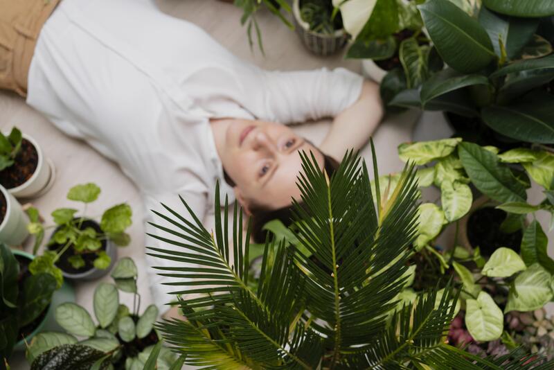  Las Plantas en el Feng Shui