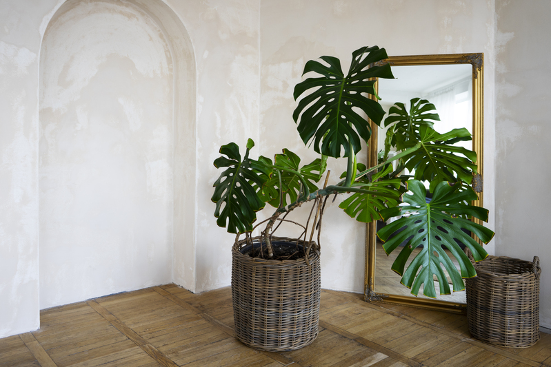 Las 7 mejores plantas para su hall de entrada