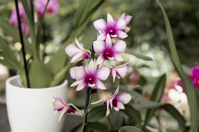 Orquídea
