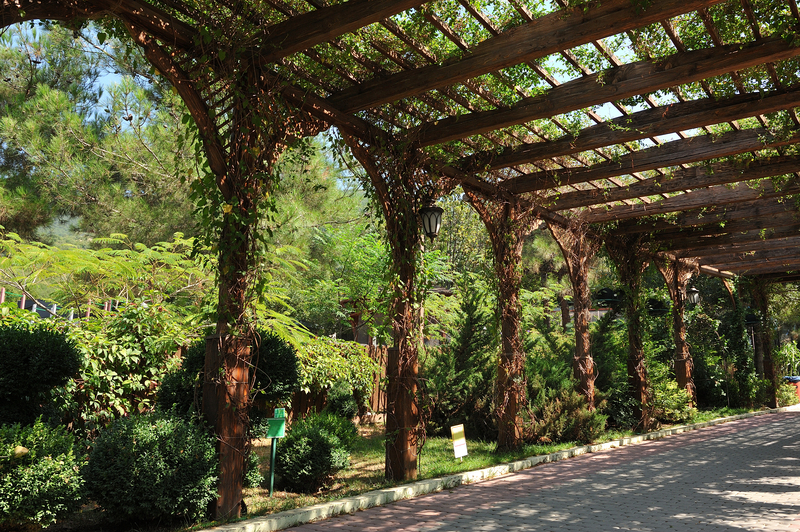 Plantas de pérgola: Consejos y cuidados esenciales para un jardín encantador