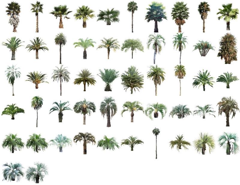 Todos los nuevos mapas de palmeras de la colección