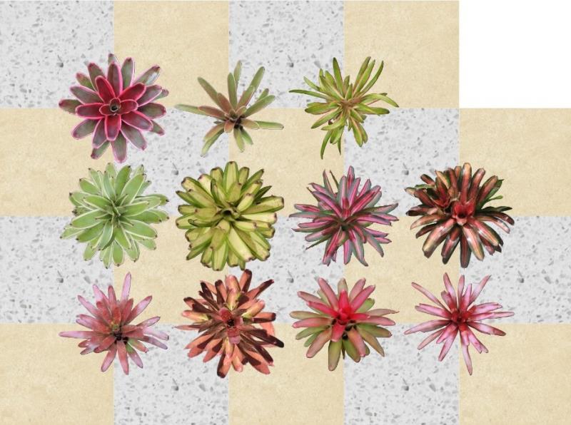 Proyecto de plano superior con nuevas especies en el software VisualPLAN