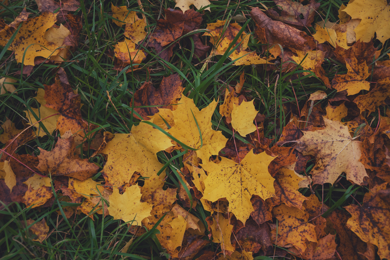 Colores de otoño: 5 plantas perfectas para embellecer su jardín esta temporada