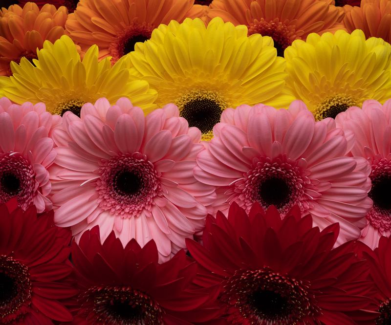 Gerberas