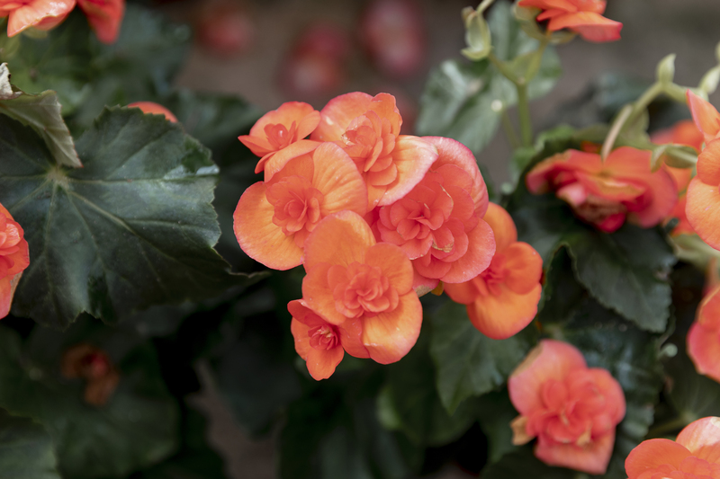 Begonias Begonias