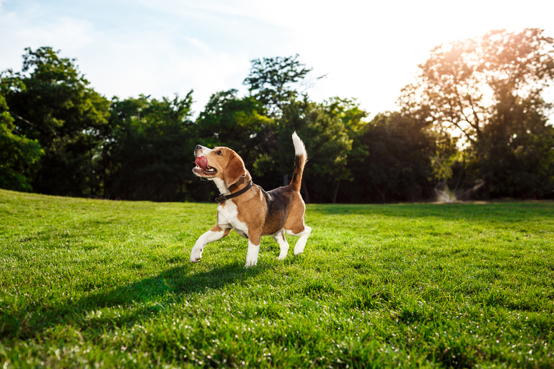 Jardines que admiten mascotas: cómo crear un espacio seguro y estimulante para mascotas y plantas