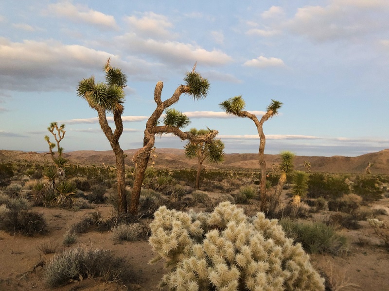 Plantas en entornos inhóspitos: Cómo se adaptan las plantas a la vida en climas áridos