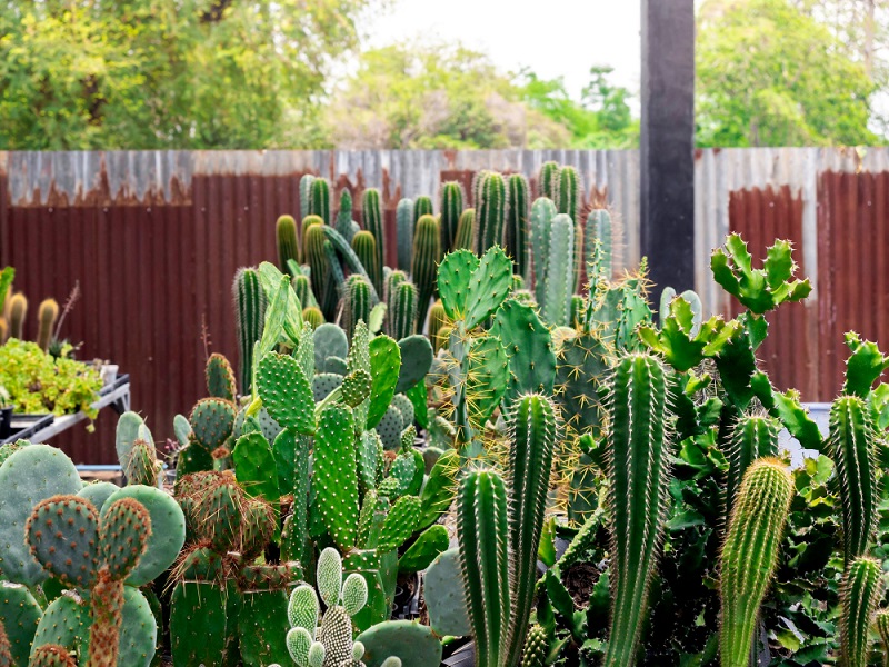 Jardín de cactus