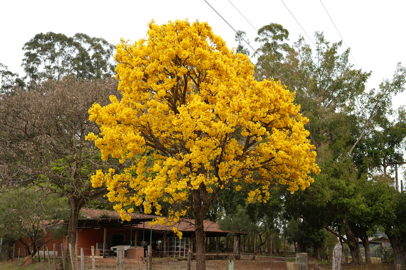 La importancia de las plantas autóctonas en la construcción de espacios sostenibles