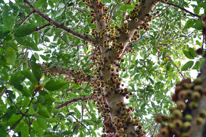 Plantas autóctonas de Brasil