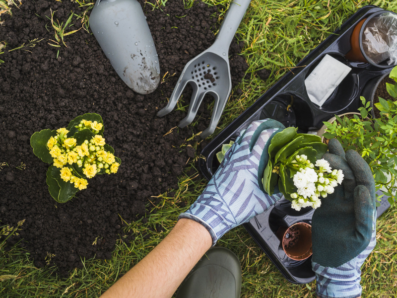 Cuidados esenciales de las plantas