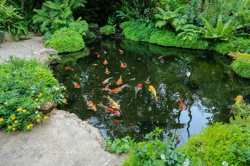 Cómo construir un estanque ornamental en el jardín: un refugio natural y sofisticado