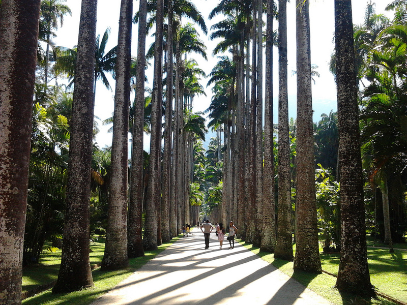  Jardín Botánico - Río de Janeiro, RJ