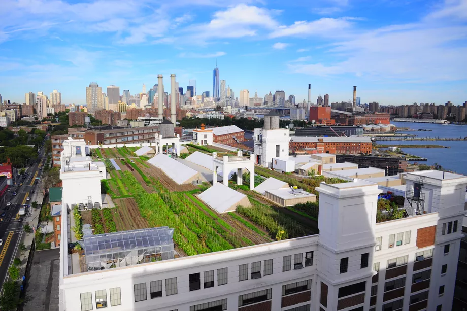  Brooklyn Grange Rooftop Farm, donde crescem frutas y legumes en de Nova York
